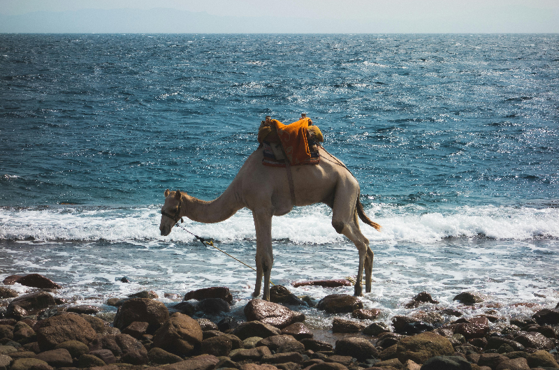 Dahab - Camel on the beach
